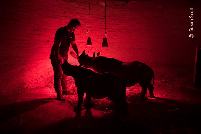 Late-Night Feed