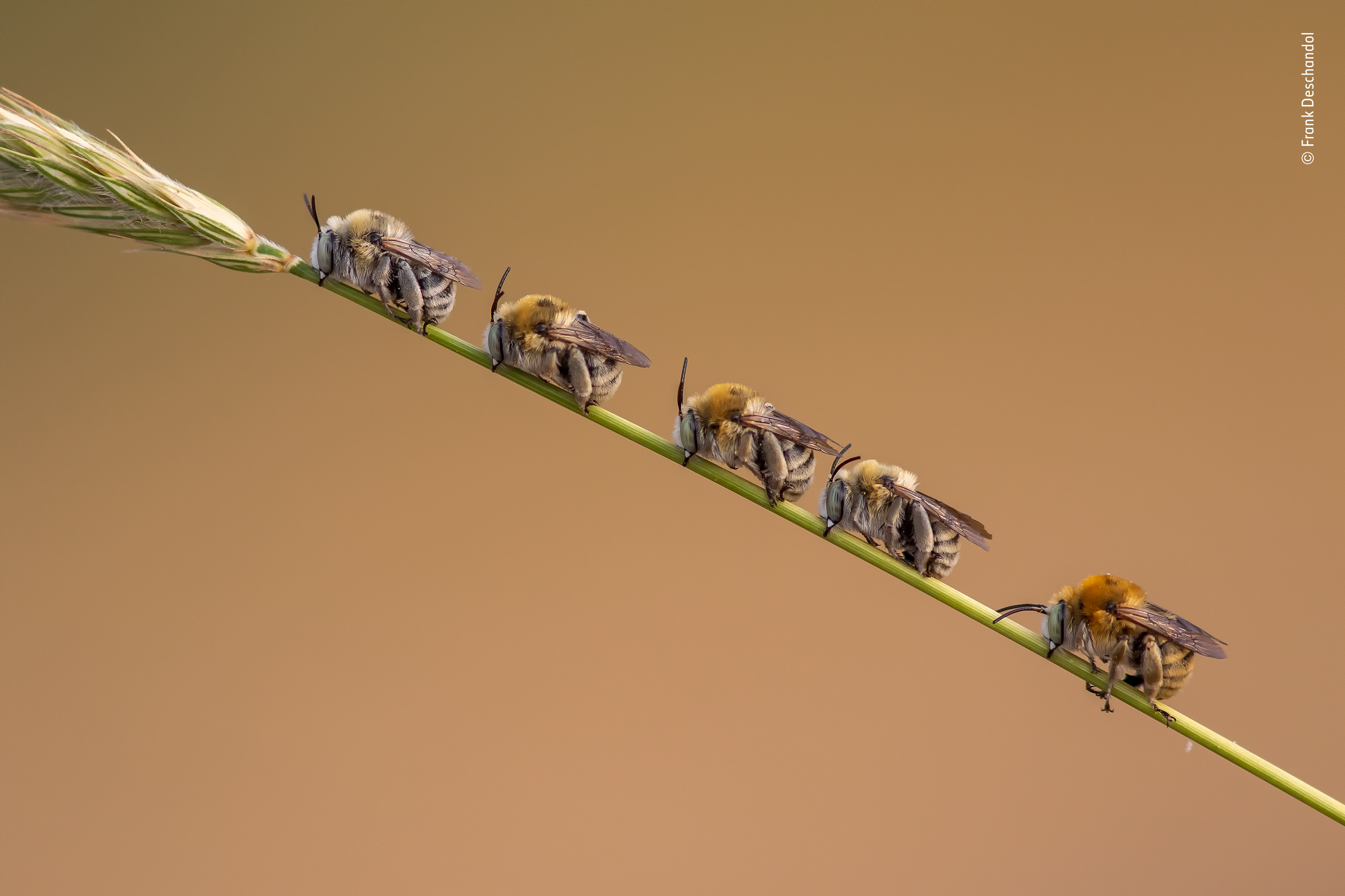 Bee Line Wildlife Photographer of the Year Natural History Museum