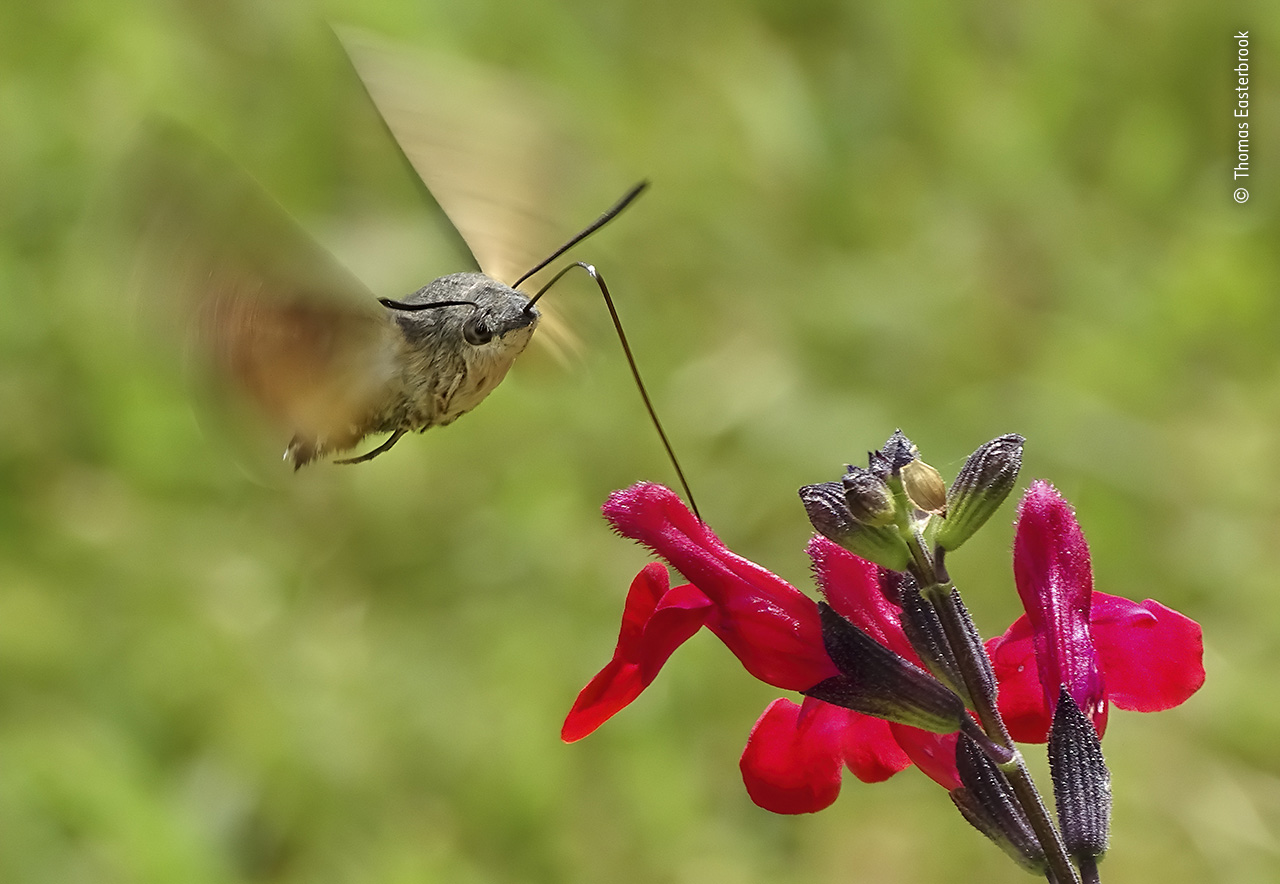 Humming Surprise