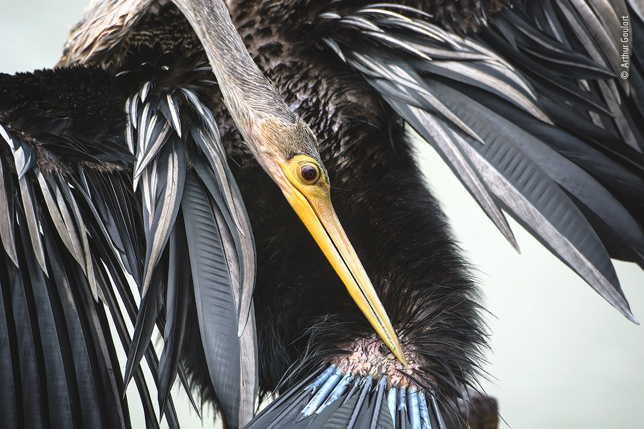 The Art of Feather-Care