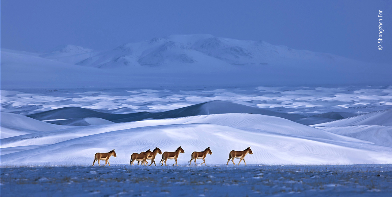 Wild Asses in a Wild Land