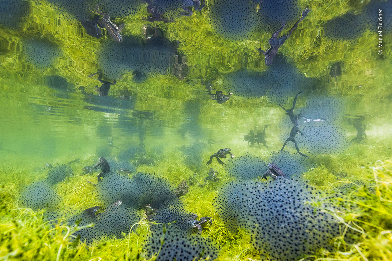 Pondworld