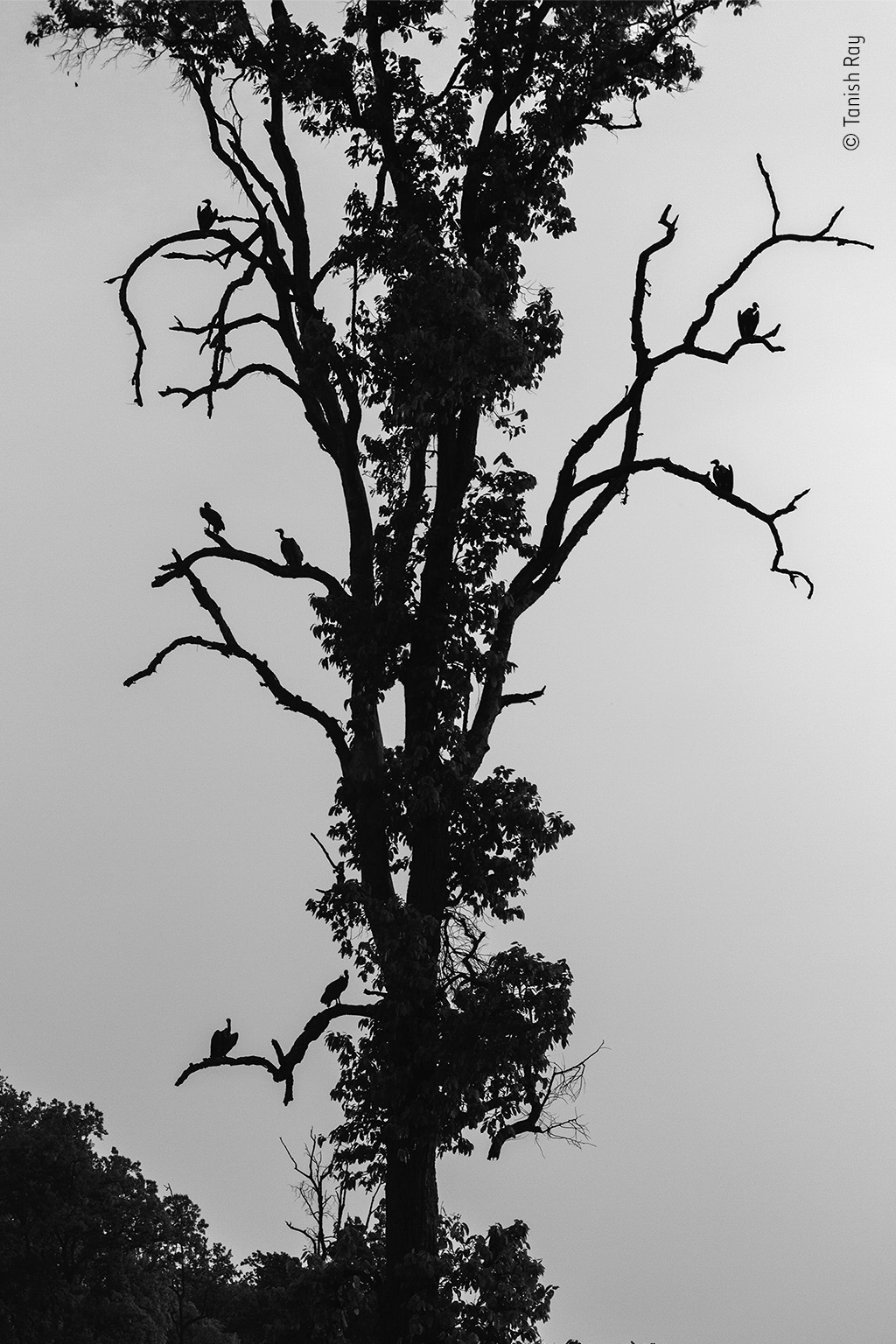 The Vulture Tree