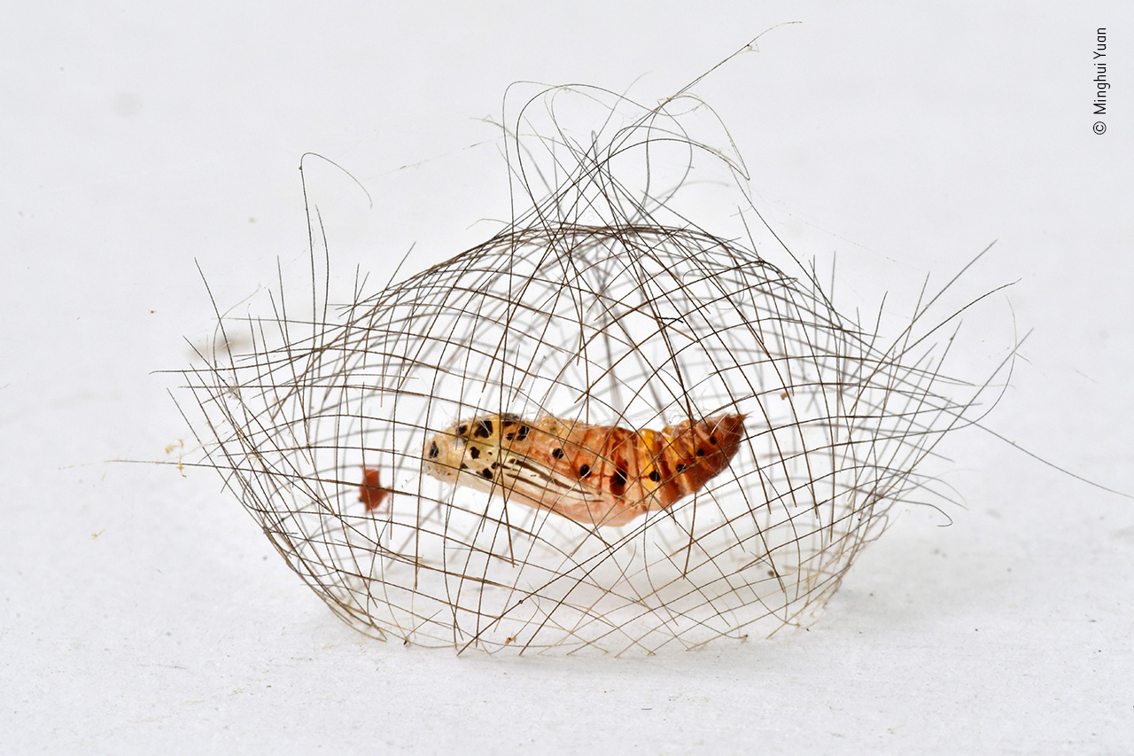 The Hair-net Cocoon