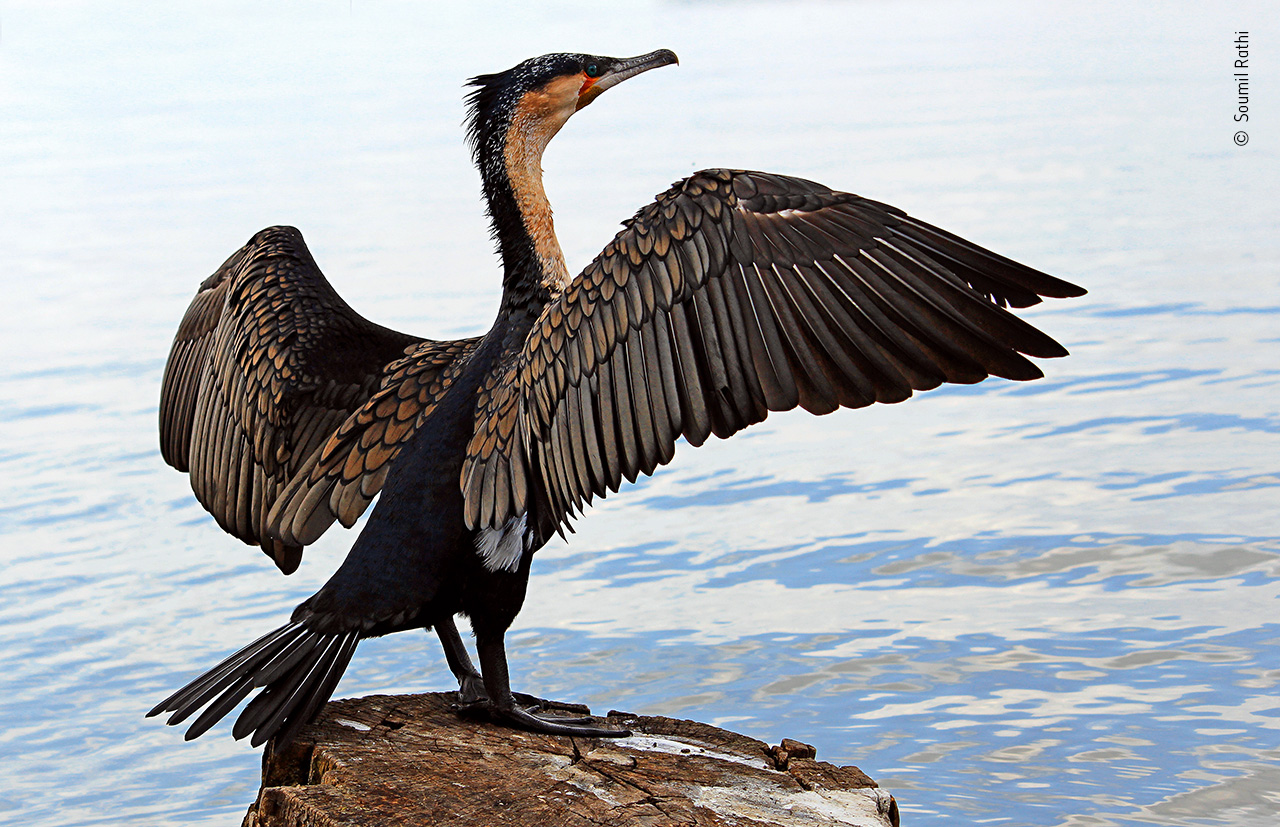 Great Cormorant Dry-off