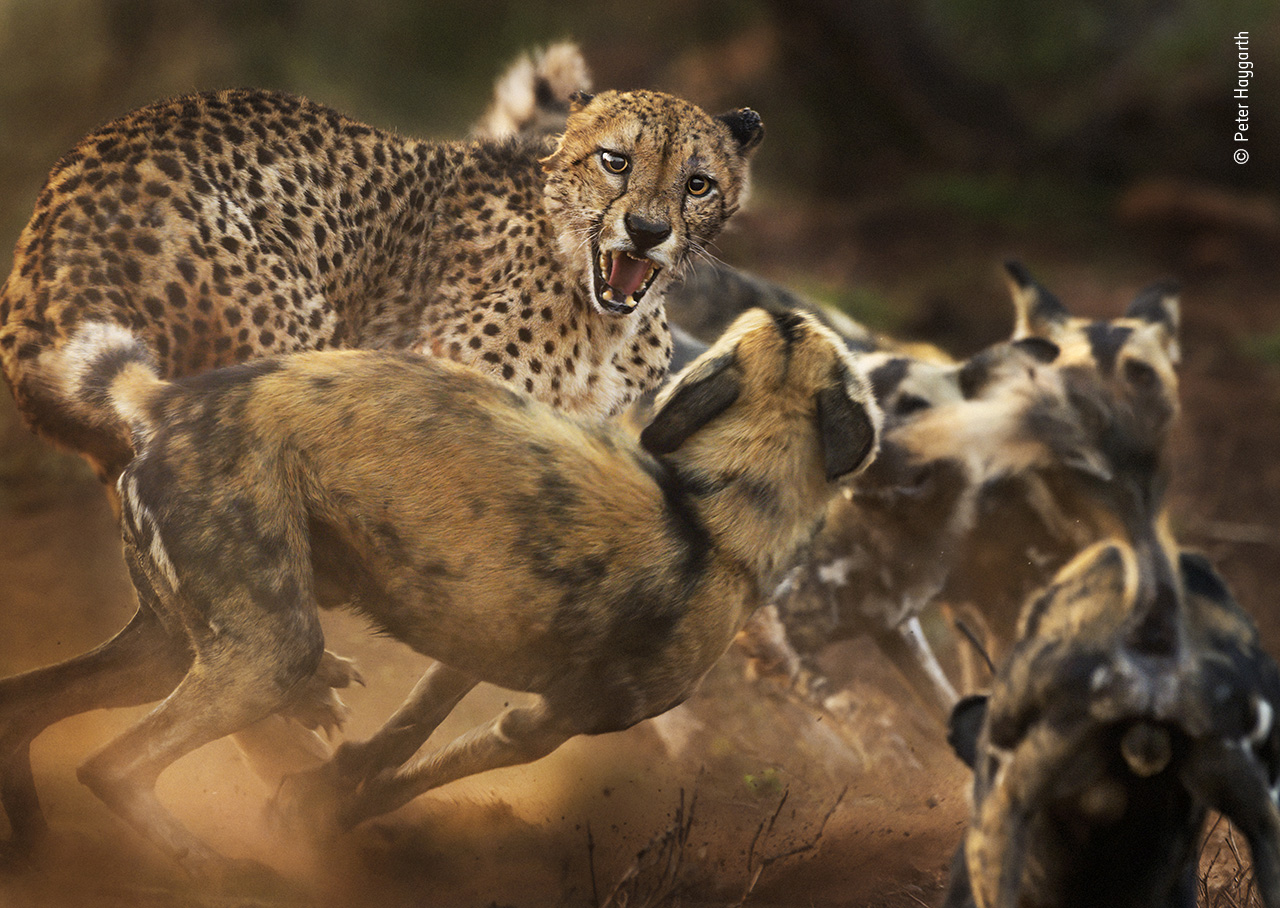 Big Cat and Dog Spat