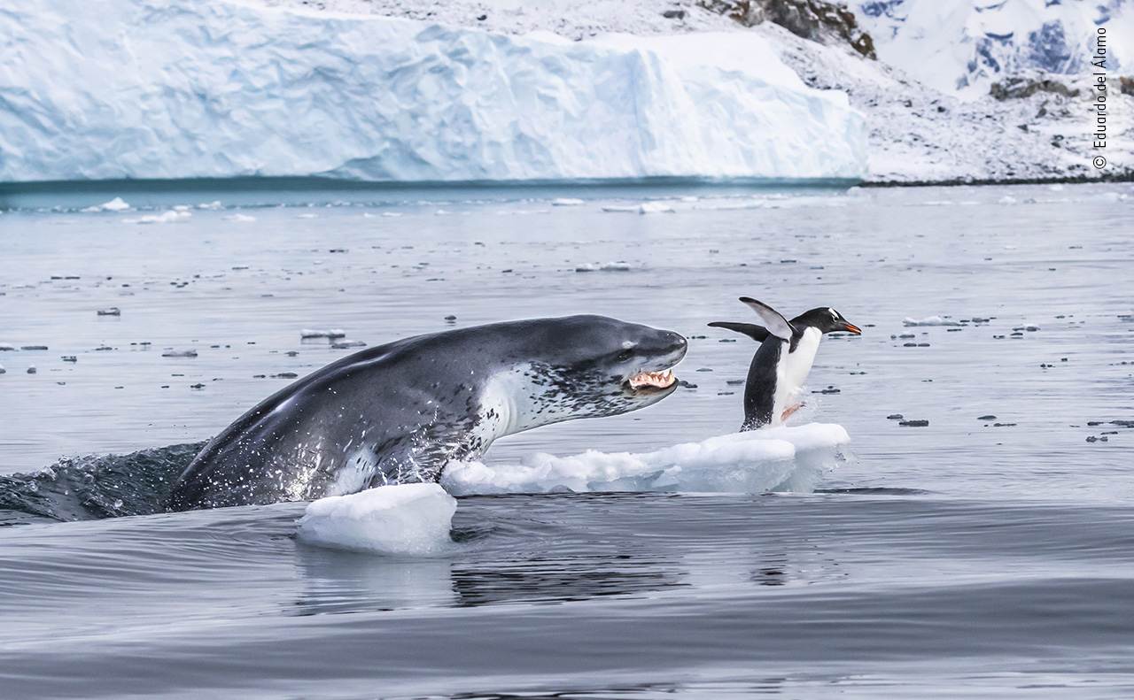 If Penguins Could Fly