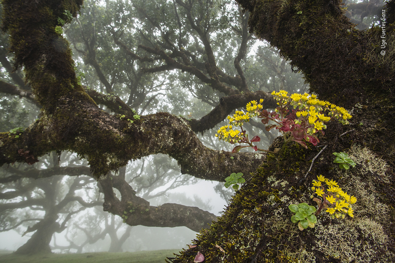 Forest Refuge