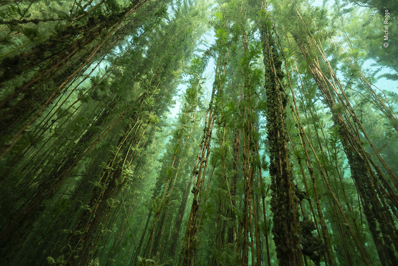 The Freshwater Forest
