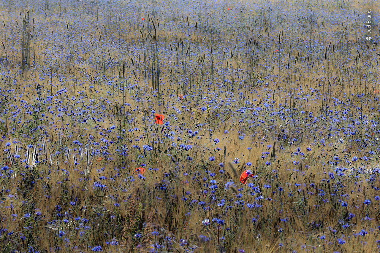 Summer Cornfield