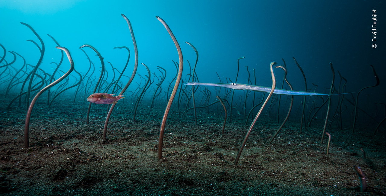 The Garden of Eels