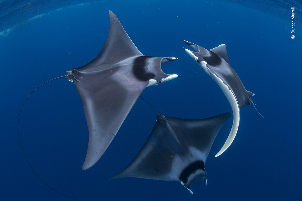 A Swirl of Rays