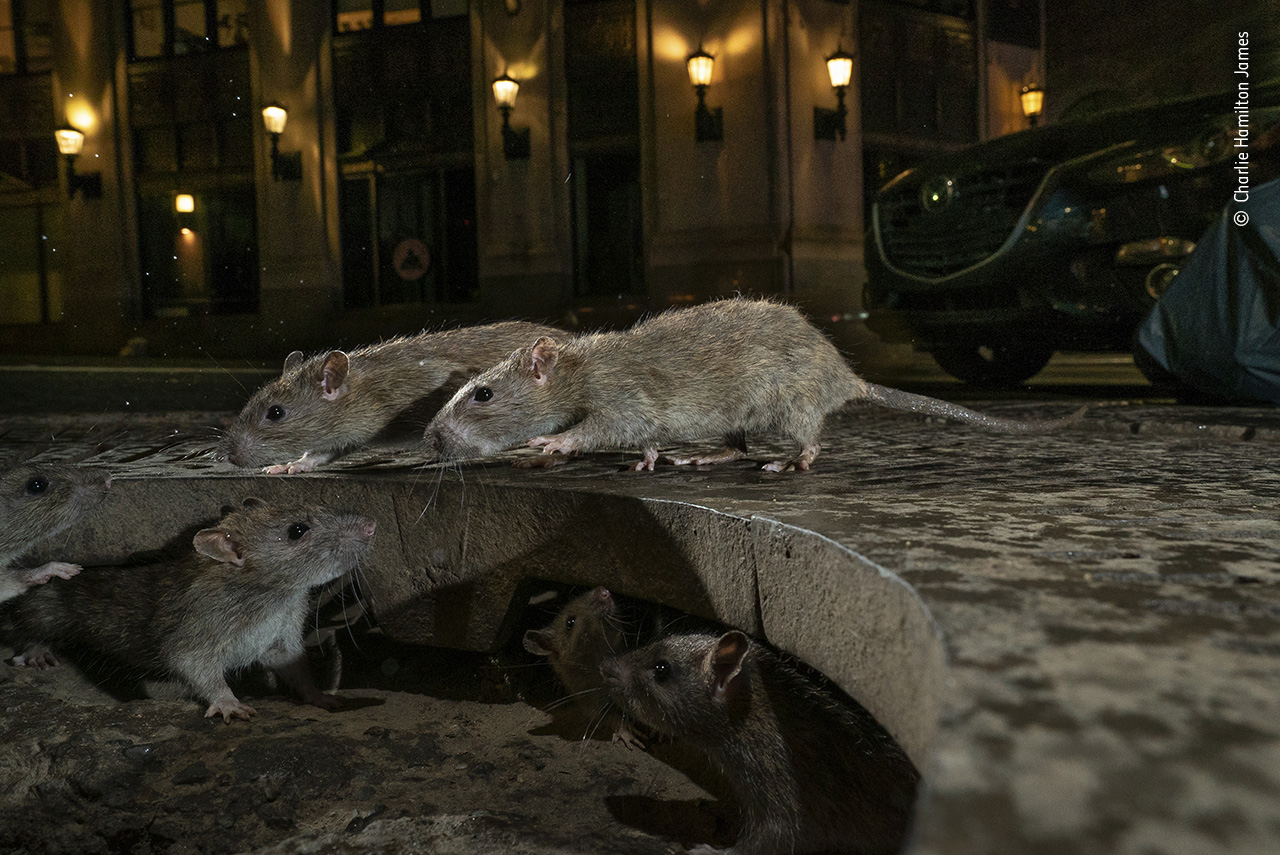 The Rat Pack