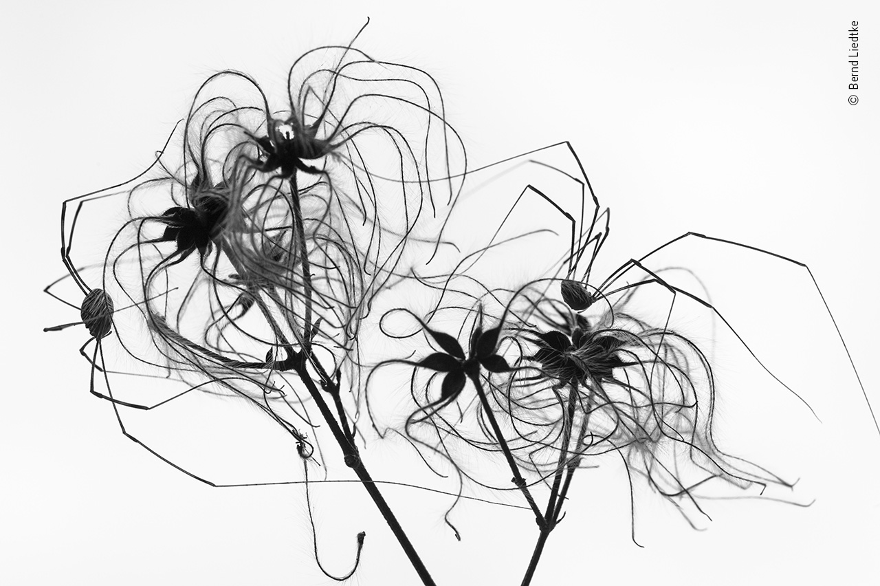 Old Man’s Beard and Harvestmen’s Legs