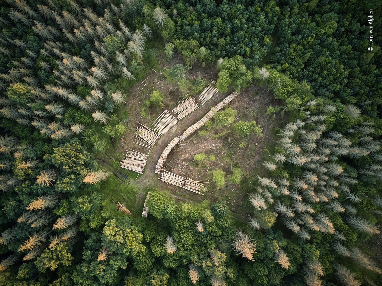 The Logging Outbreak