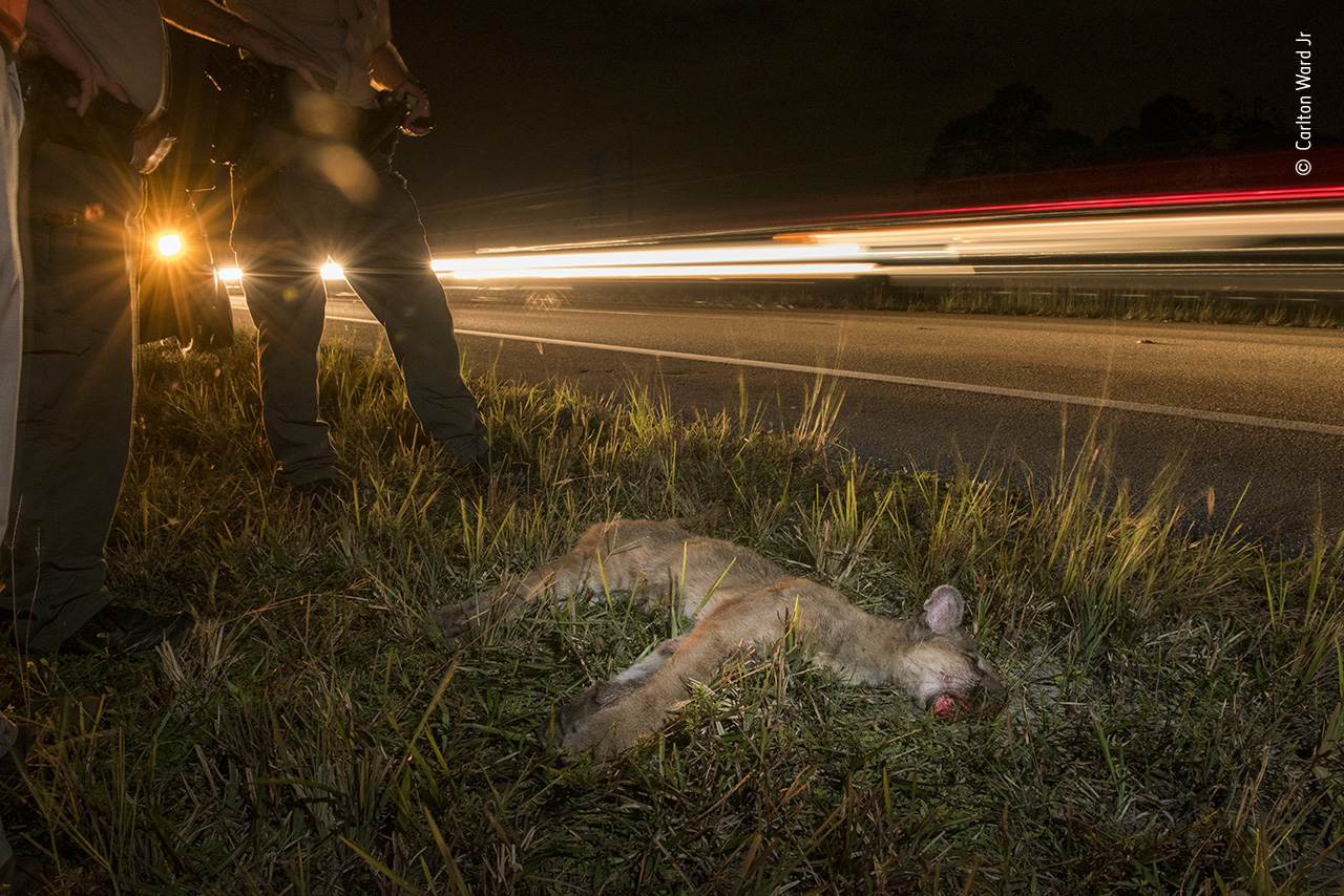 Killed by Cars