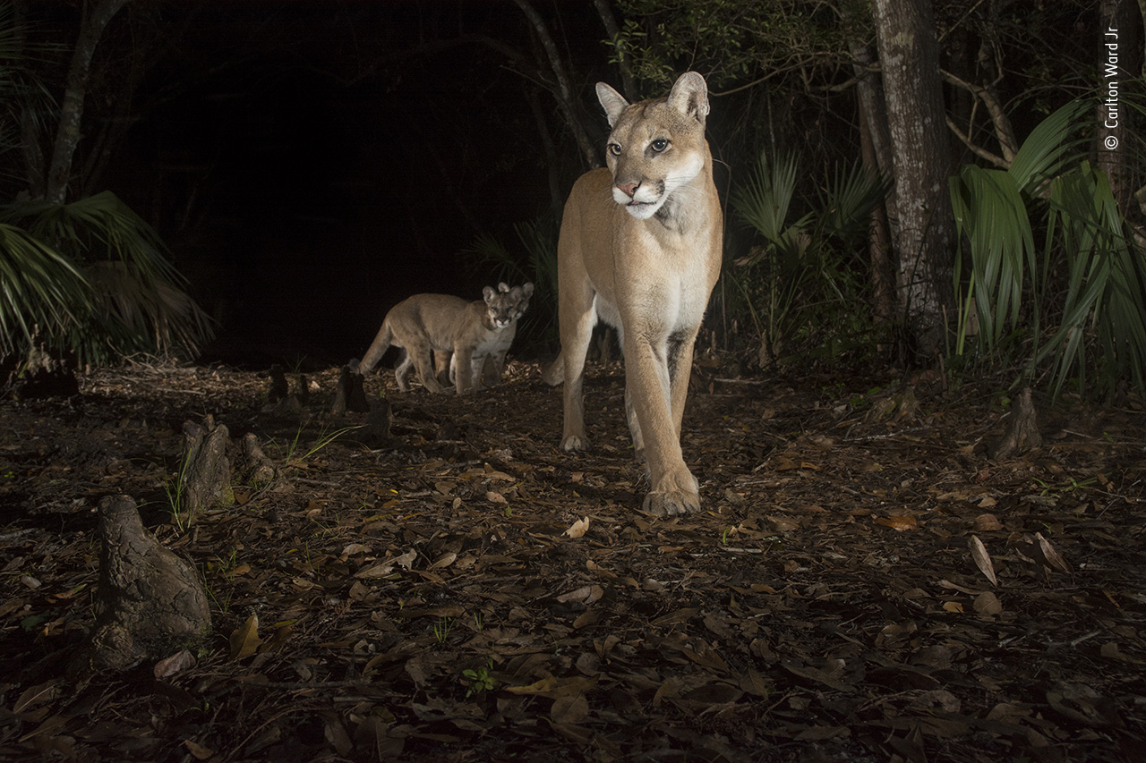 New Hope for Florida Panthers