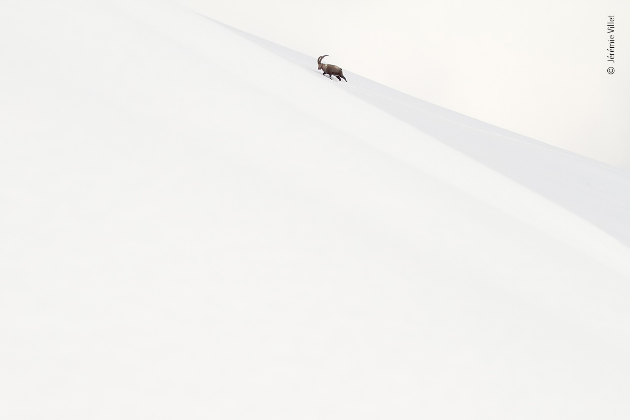 Snow Ascent