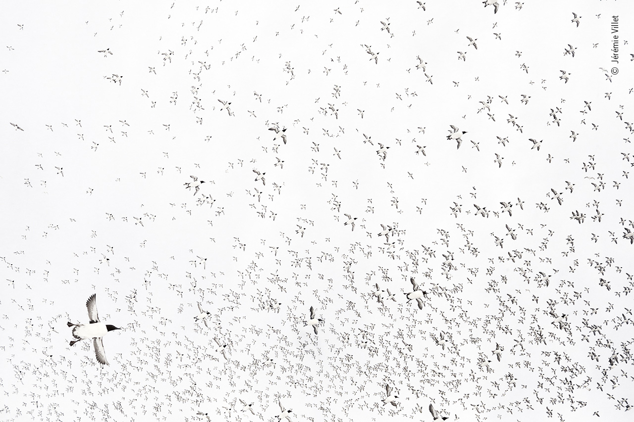 Scatter Pattern