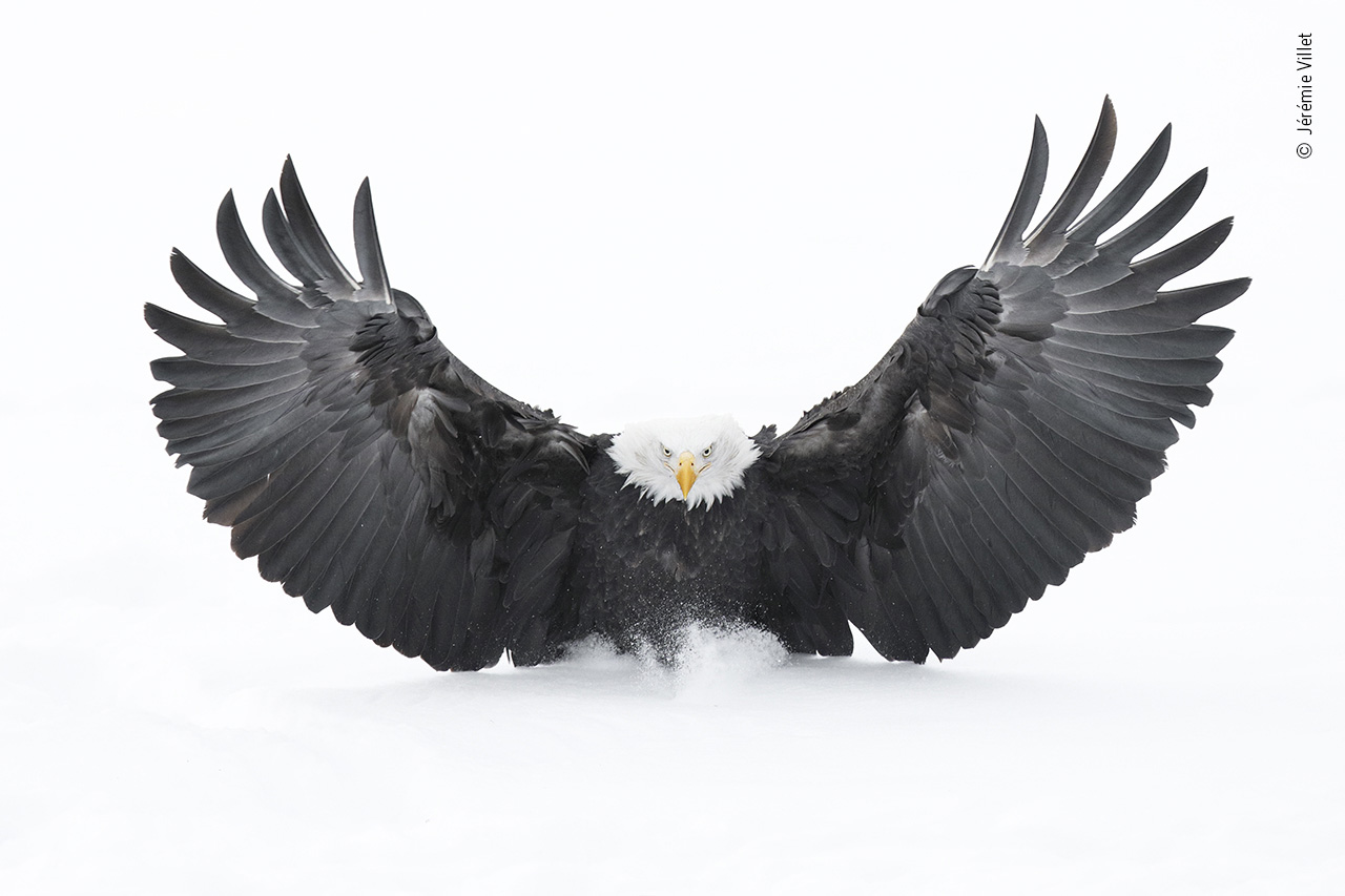 Snow Landing