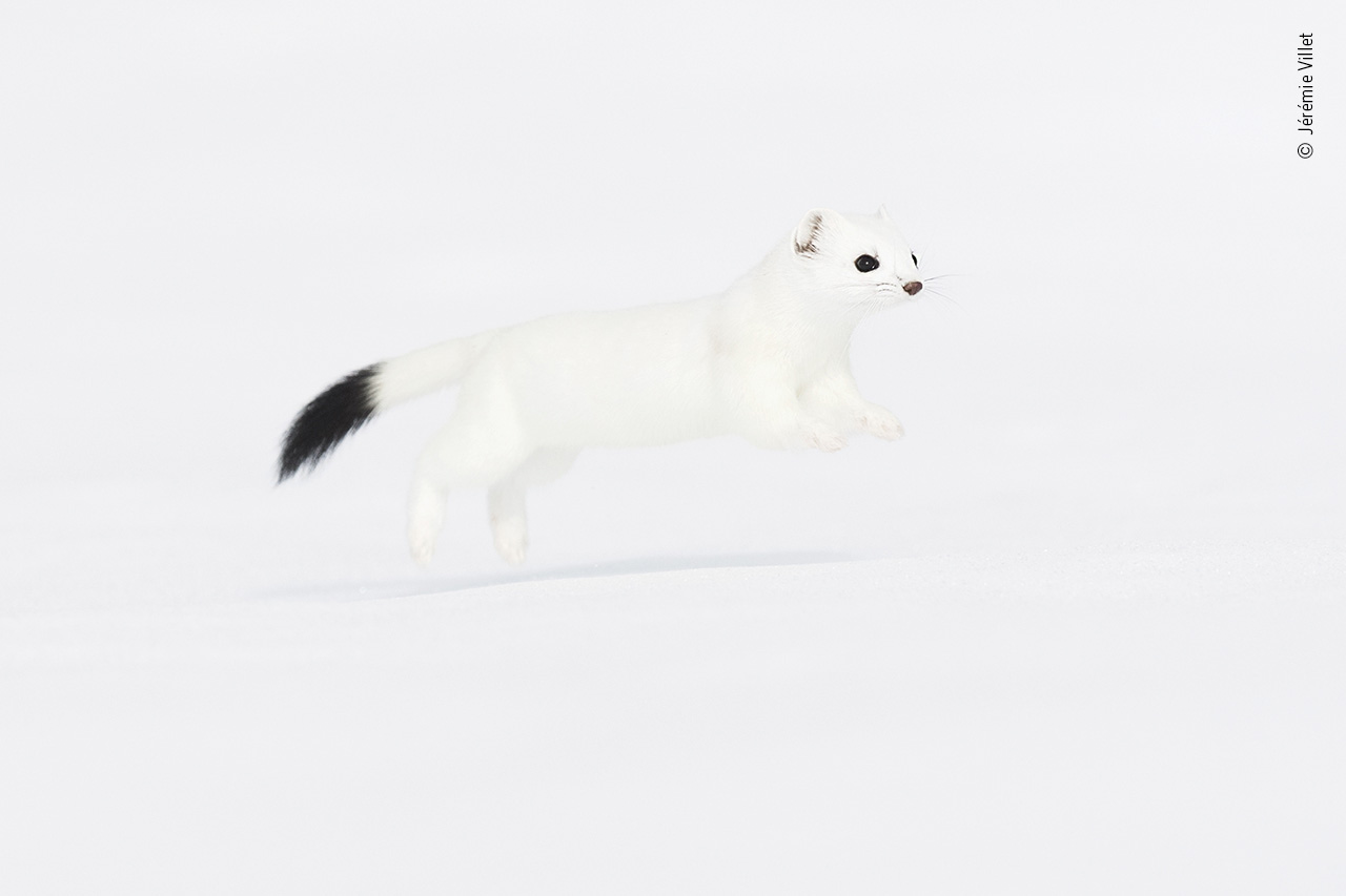 Snow Hunting