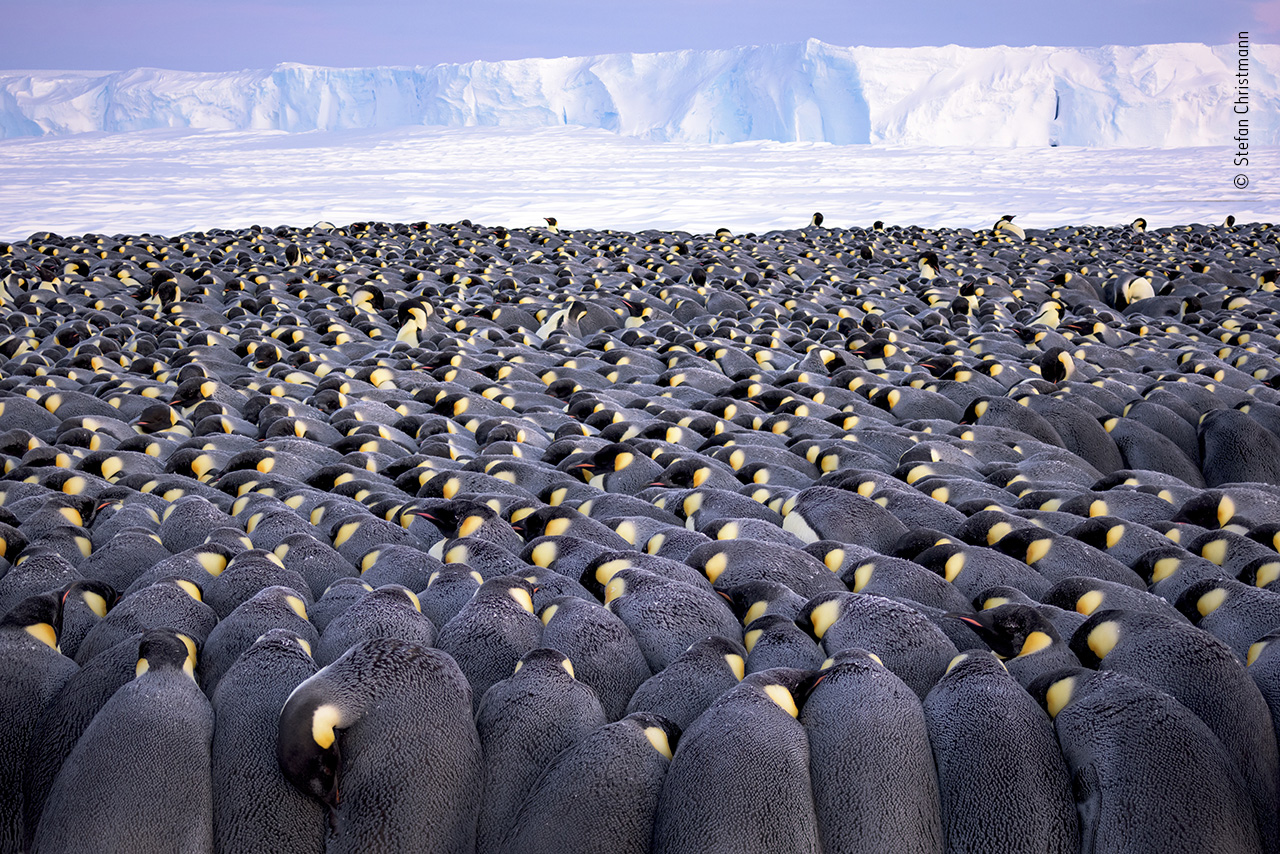 The Huddle Wildlife Photographer Of The Year Natural History Museum