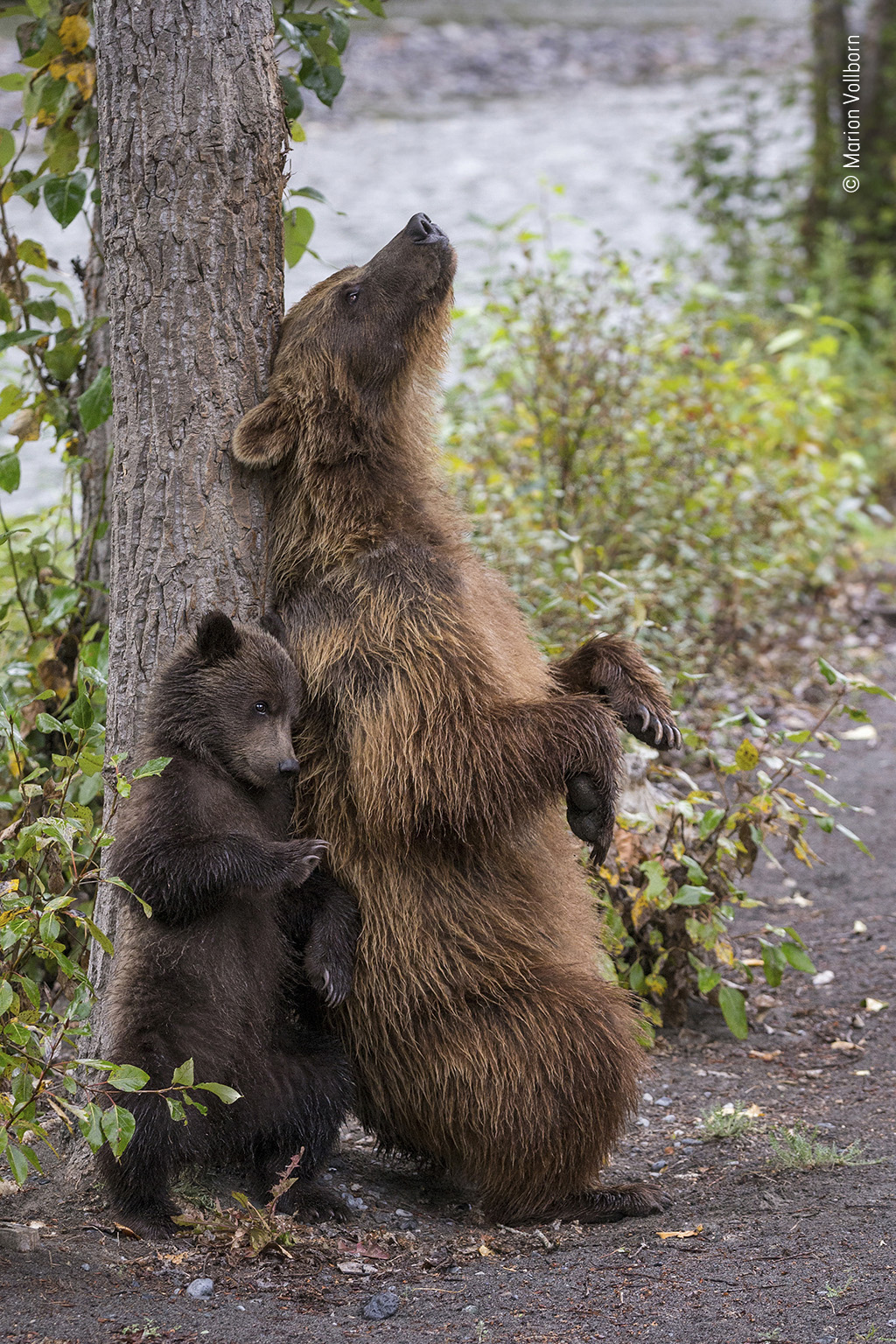 mother knows choice community award wildlife photographer