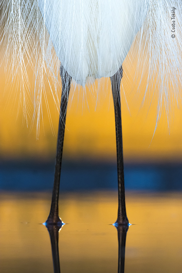 Dressed for dawn