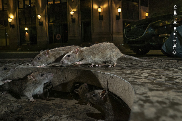 the rat pack charlie hamilton james urban wildlife city of hamilton street lights
