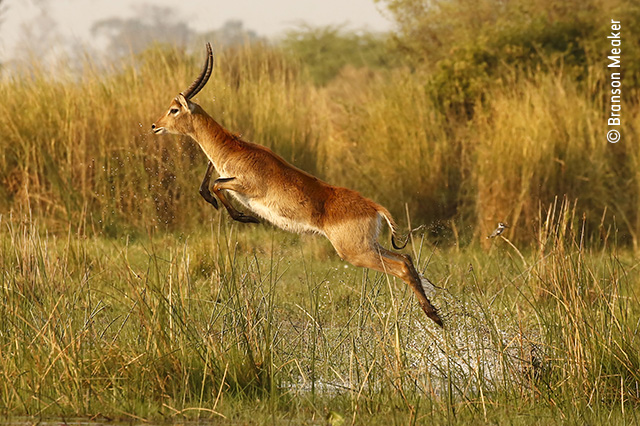 The Aquabatic Antelope