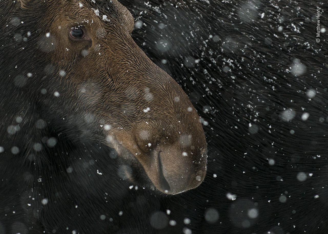 Snow Moose