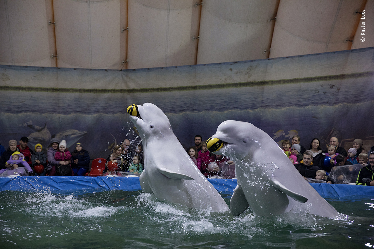 Making Belugas Play Ball