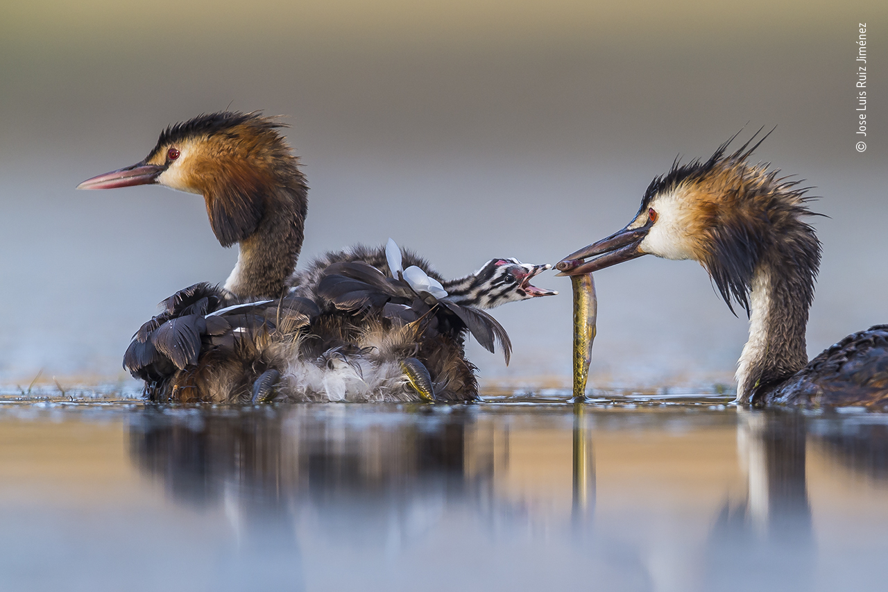 Great Crested Sunrise