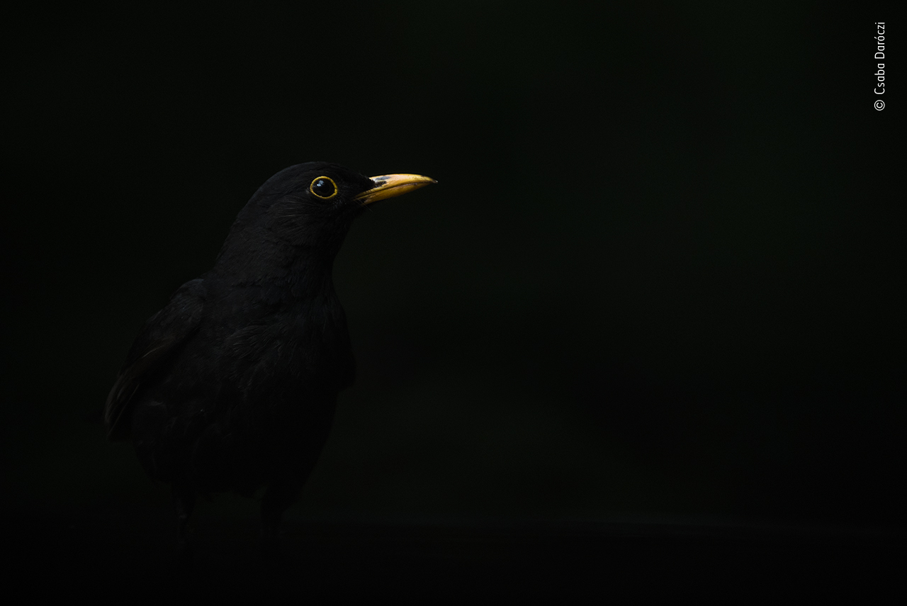 The Beak