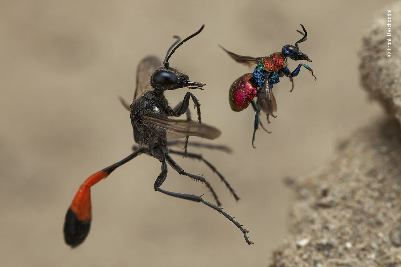 A Tale of Two Wasps