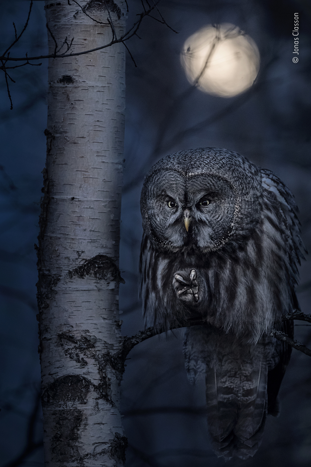 Night Hunter