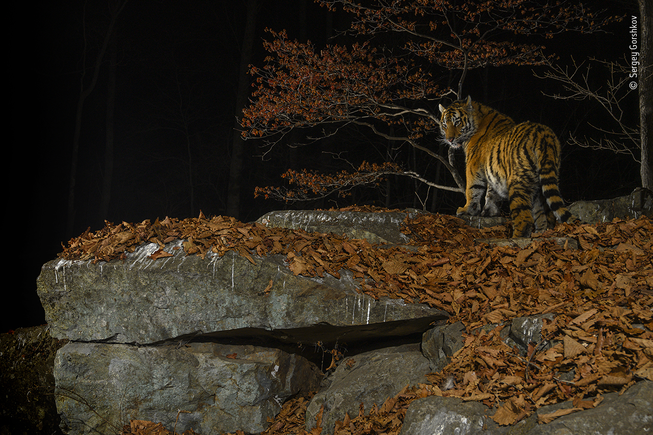 Taiga Tiger in the Night