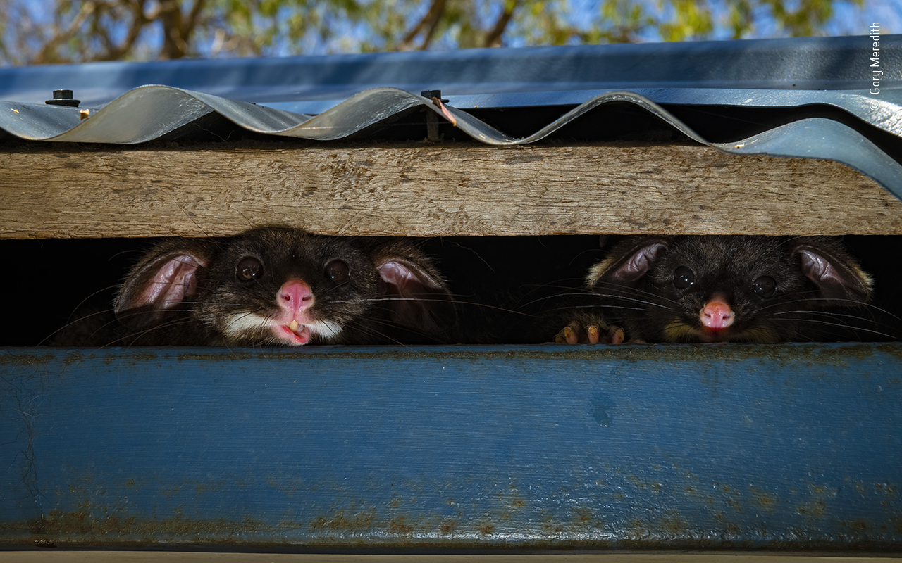 Peeking Possums