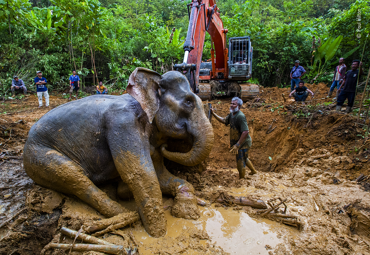 Palm Oil Sacrifice