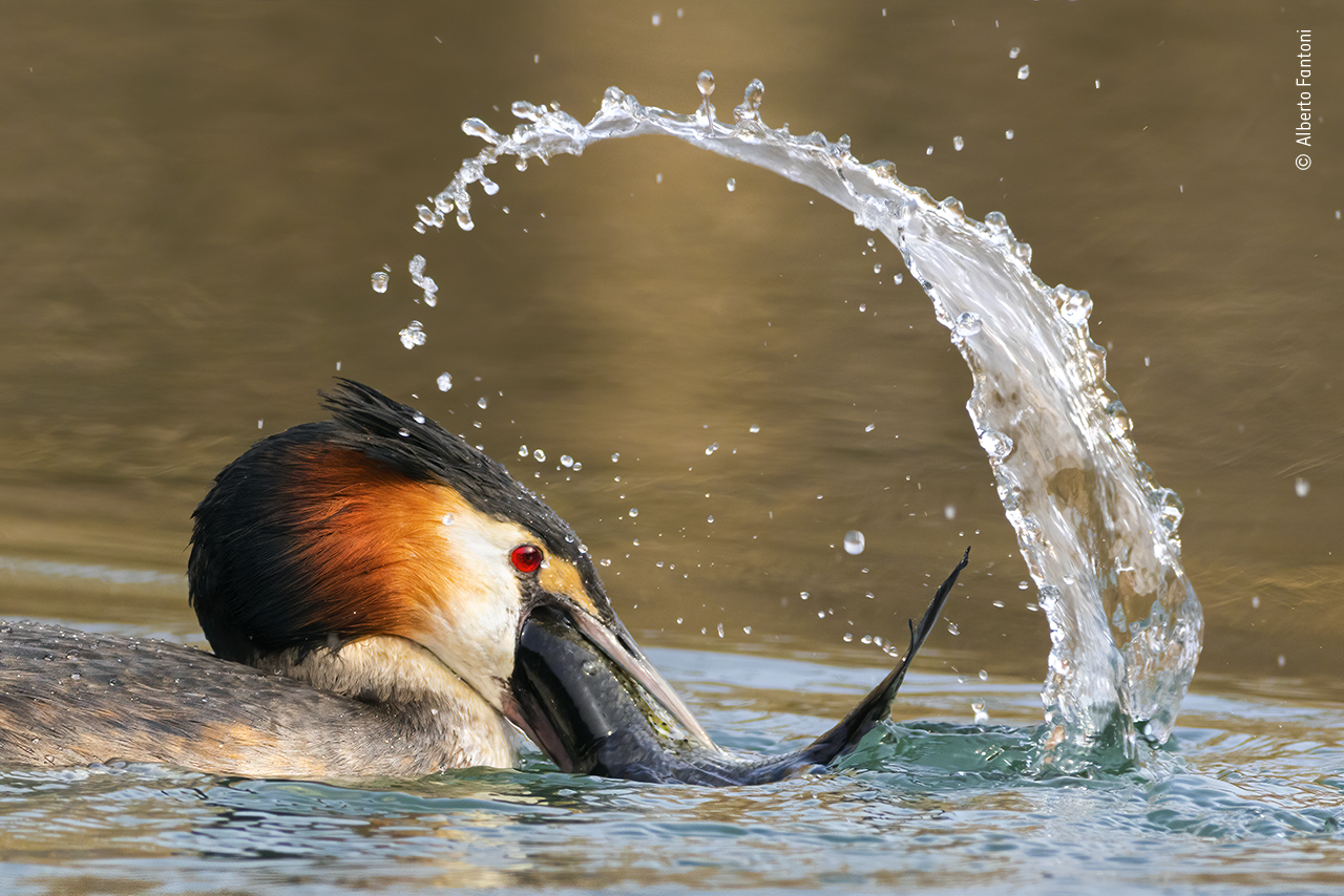 Great Catch