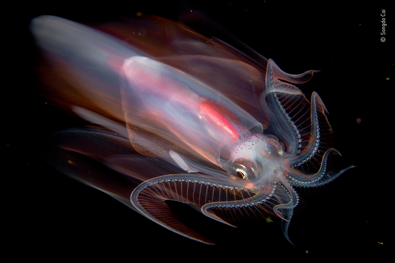 Speeding Squid