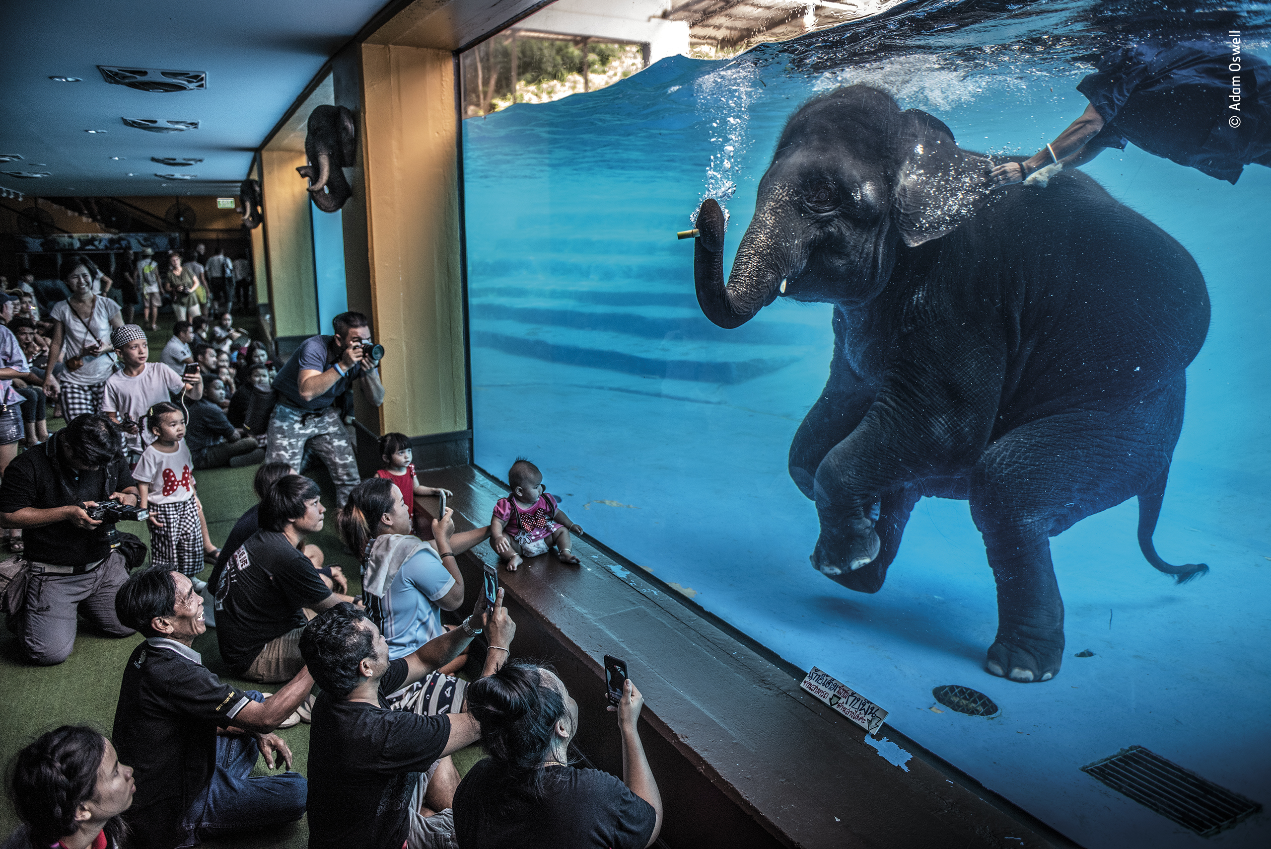 Elephant in the room | Wildlife Photographer of the Year | Natural History  Museum