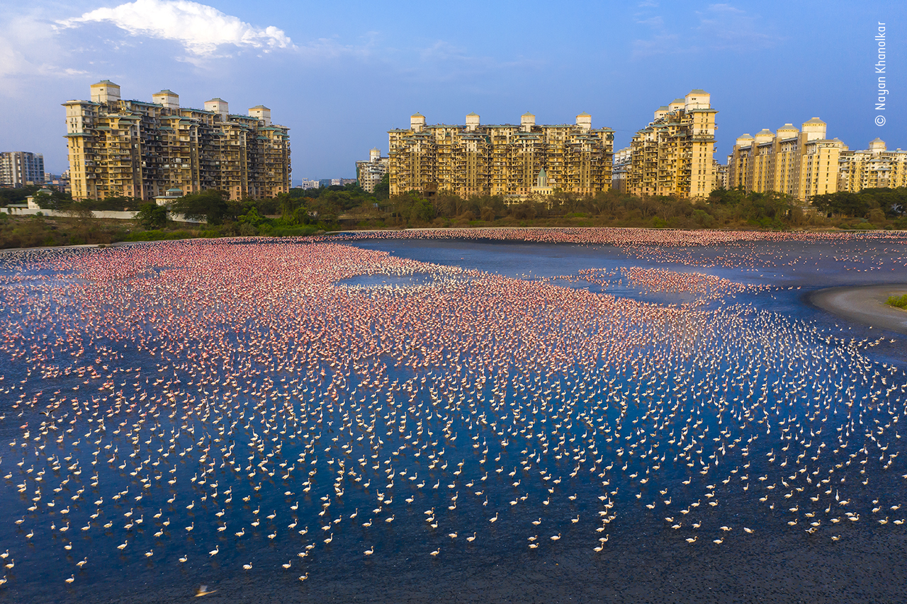 Flamingo outlook