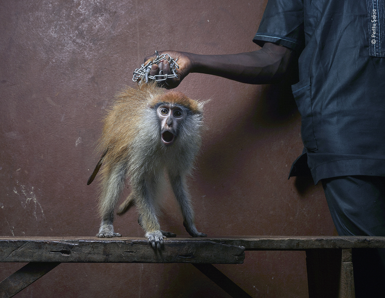 Monkey for use