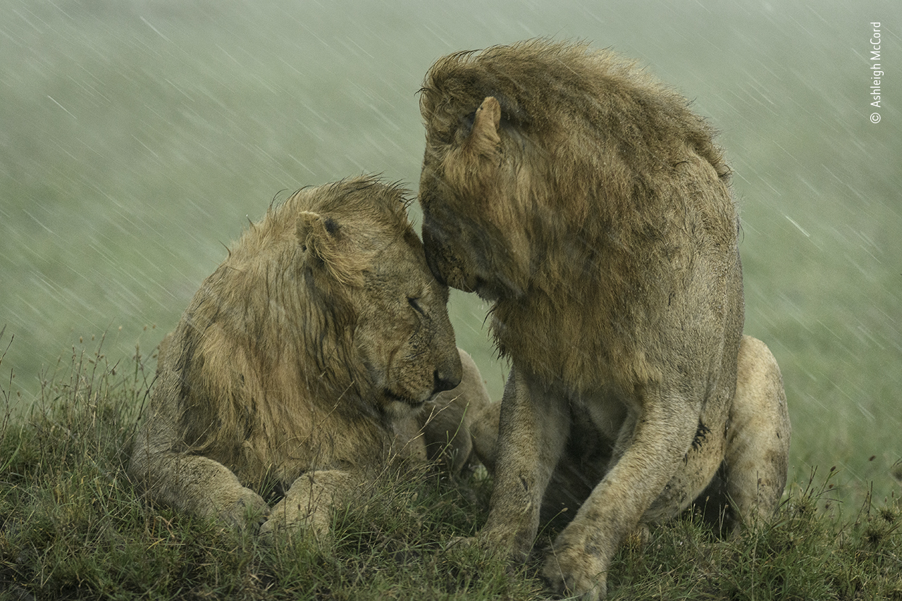 Shelter from the rain