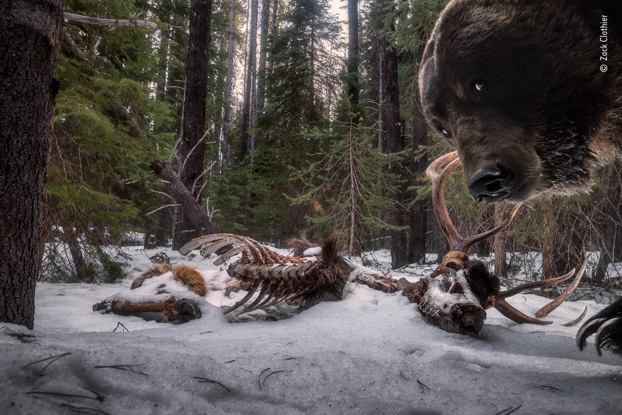 Grizzly leftovers