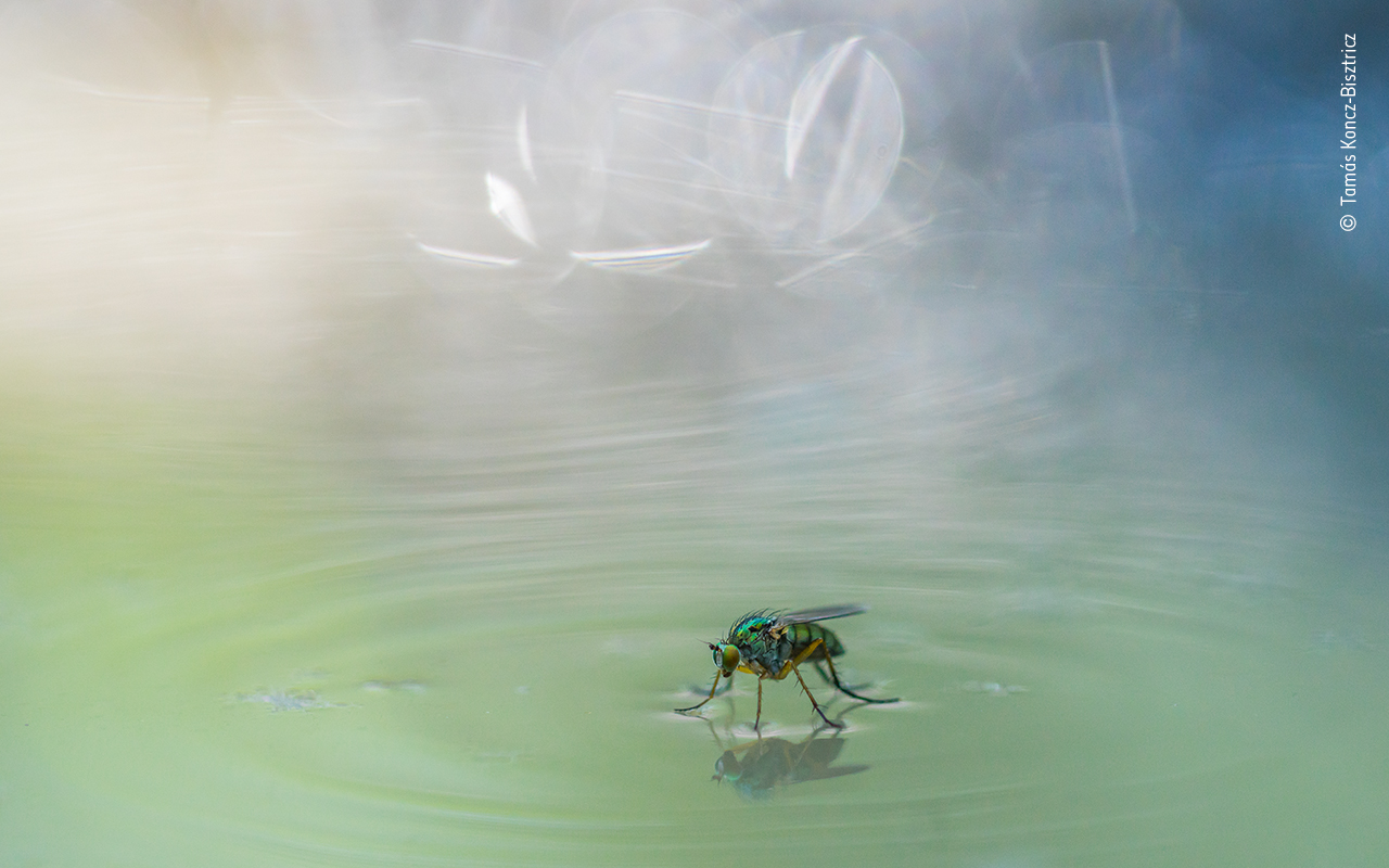 Stage for a glittering fly