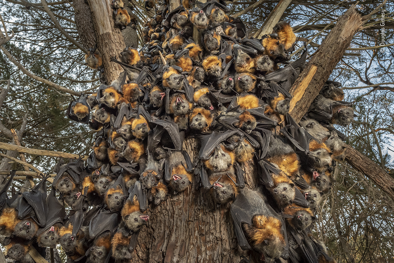 A deadly huddle