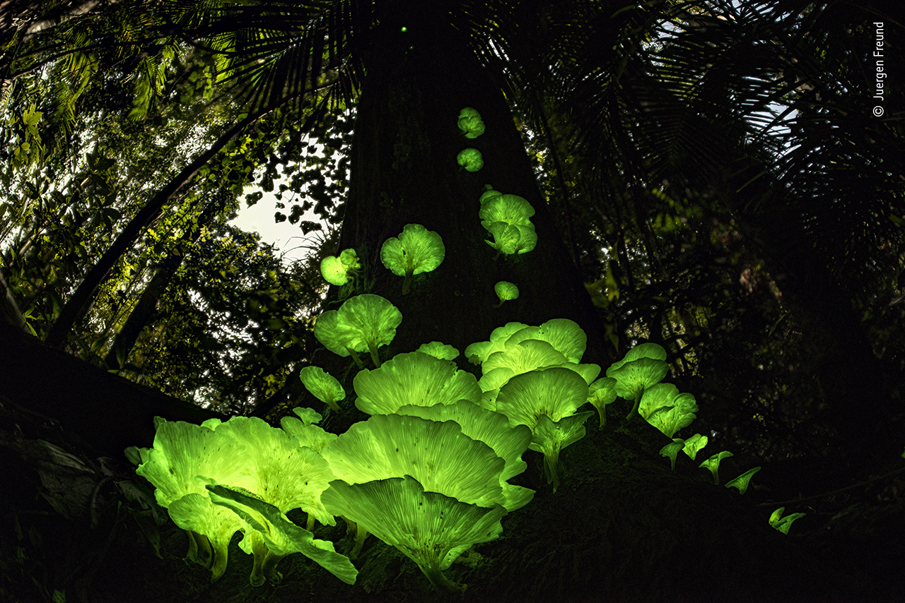 Mushroom magic