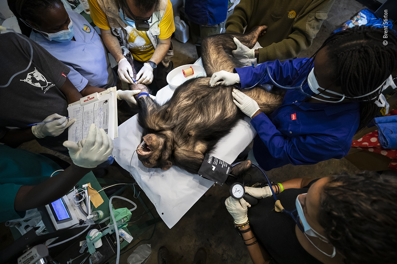 Chimp check-up
